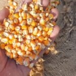 Maize Corn (Makka) from Madhya Pradesh Farms – Premium Quality at ₹17/kg by AllureMerx